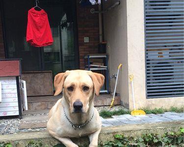农村拉布拉多幼犬真实生活