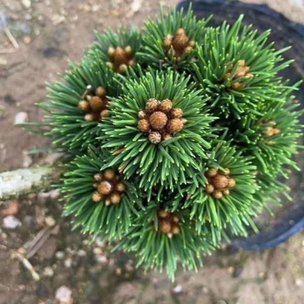 千寿丸什么时候摘芽