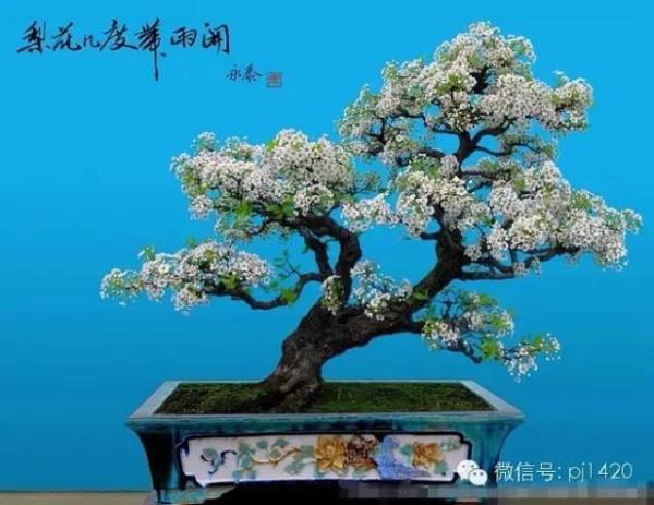 棠梨盆景为什么便宜