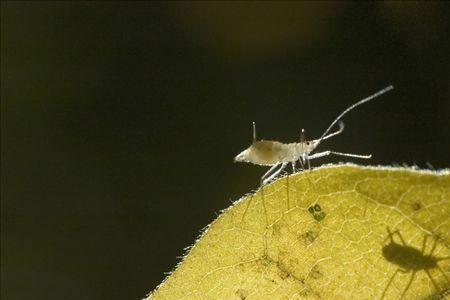 牙虫是怎样咬牙的