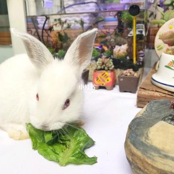 小兔子一天吃多少白菜