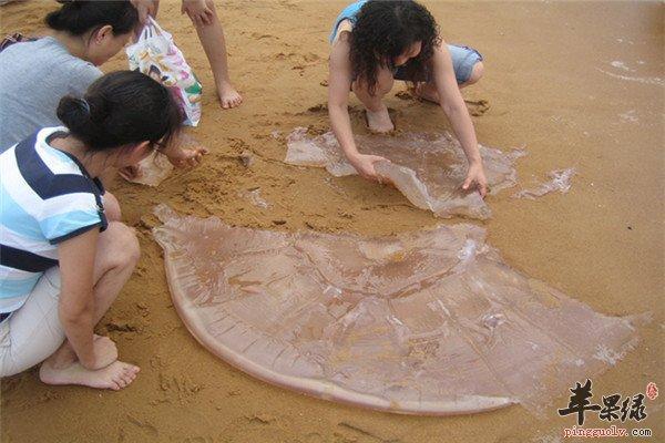 哪种海蜇品种好