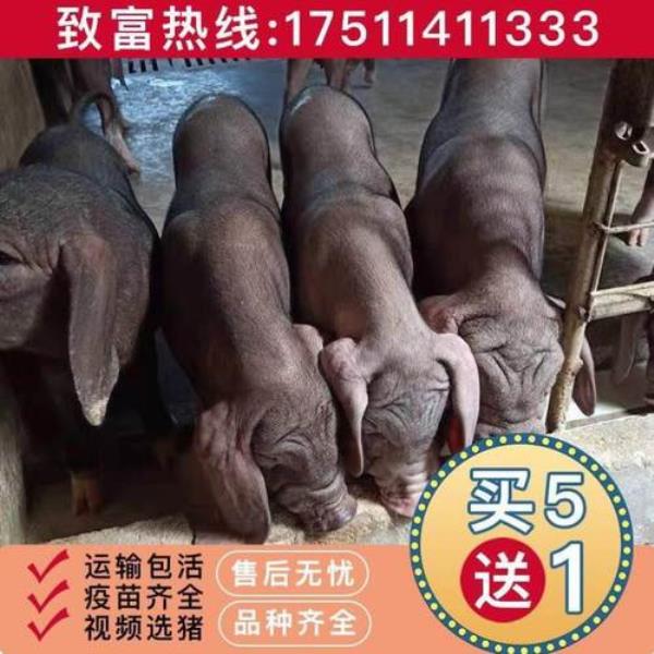 四个蹄子是黑的是不是太湖母猪