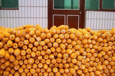 现在适合收什么粮食