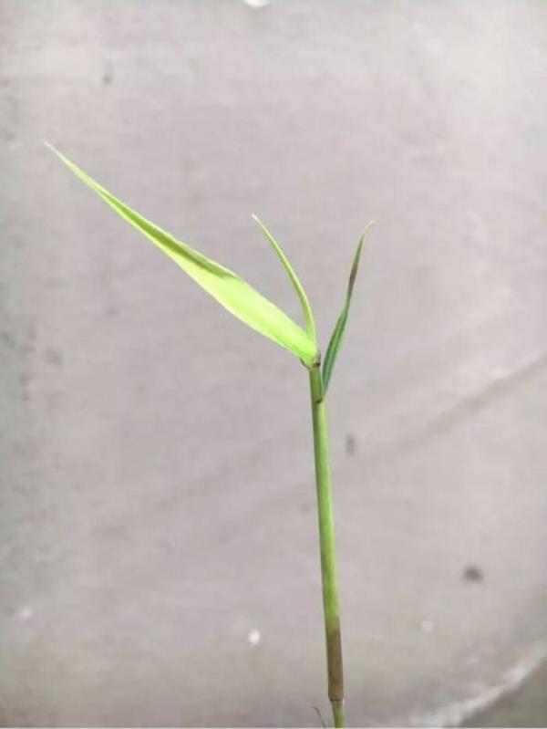 有没有不乱发芽的竹子