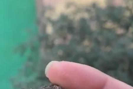 为什么鳄龟越养越温顺