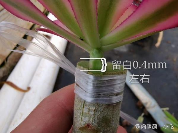 绿法师嫁接什么最漂亮