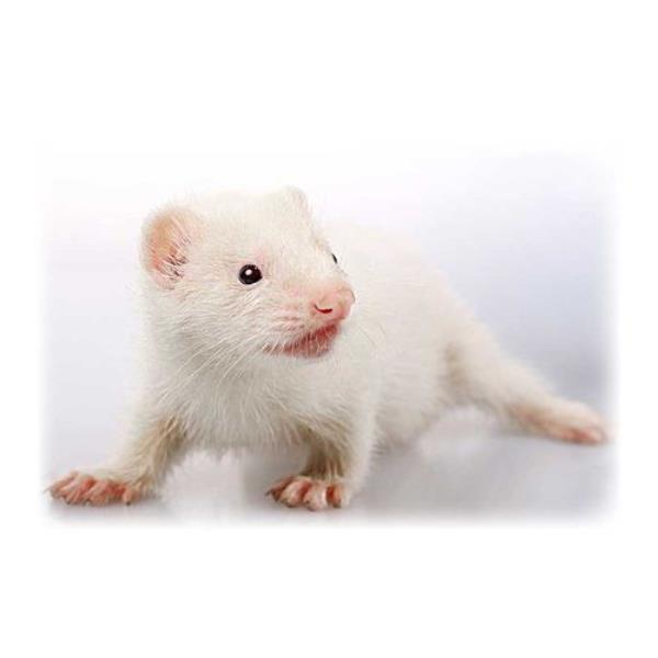 安格鲁貂为什么要植入芯片