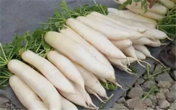 白萝卜冬天什么时候拔合适