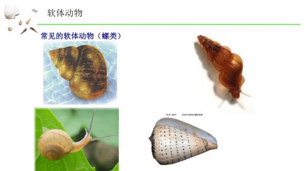 蠕虫是节肢动物还是软体动物
