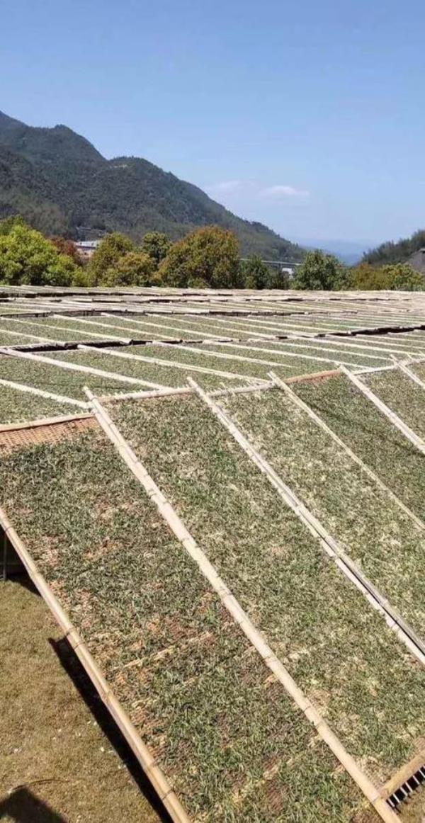 福鼎大叶白茶怎么样