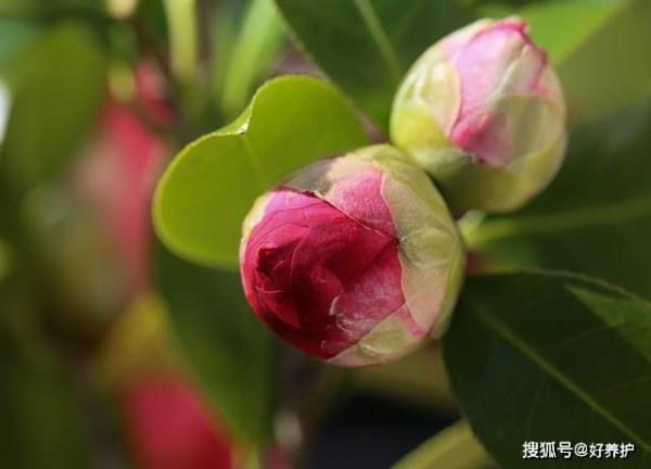 富贵为何的意思