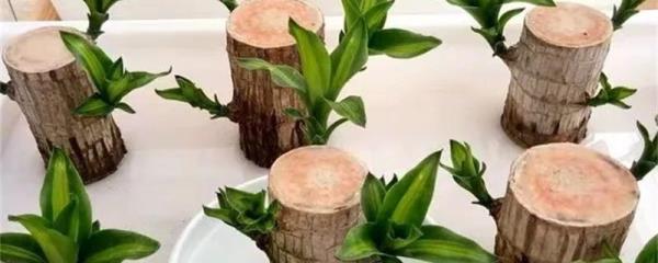 水培植物的根发霉怎么办