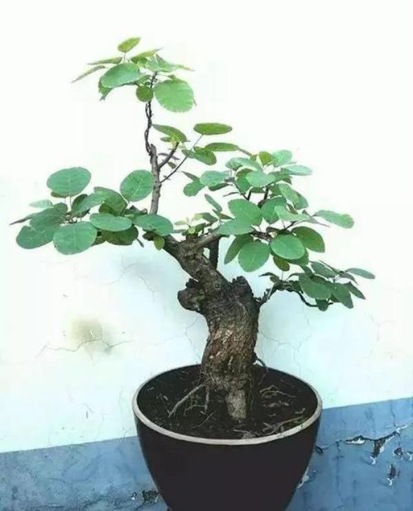 黄栌生桩和熟桩的区别