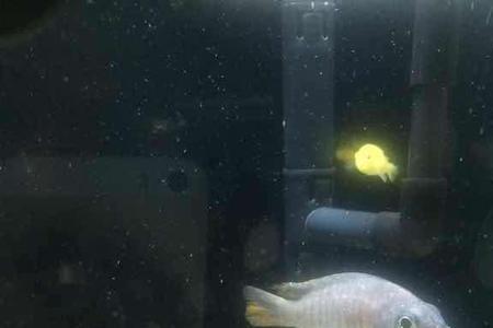 鱼缸里有白色絮状物是怎么回事