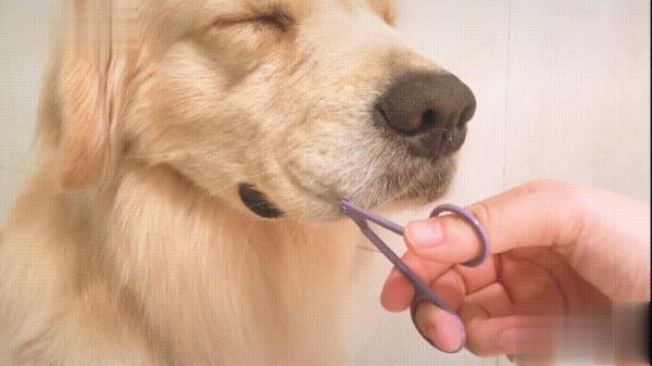 小狗的胡子断了为什么