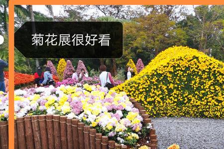 菊花展结束花怎么处理