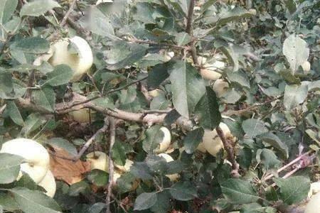 苹果成熟前落叶严重的补救措施