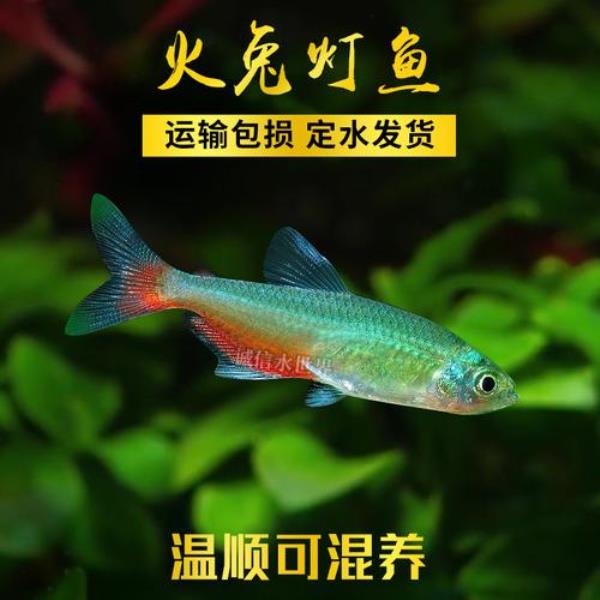 阿帕玛三色灯和红灯管区别