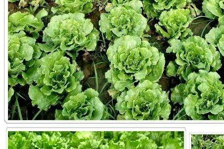 奶油生菜种植方法