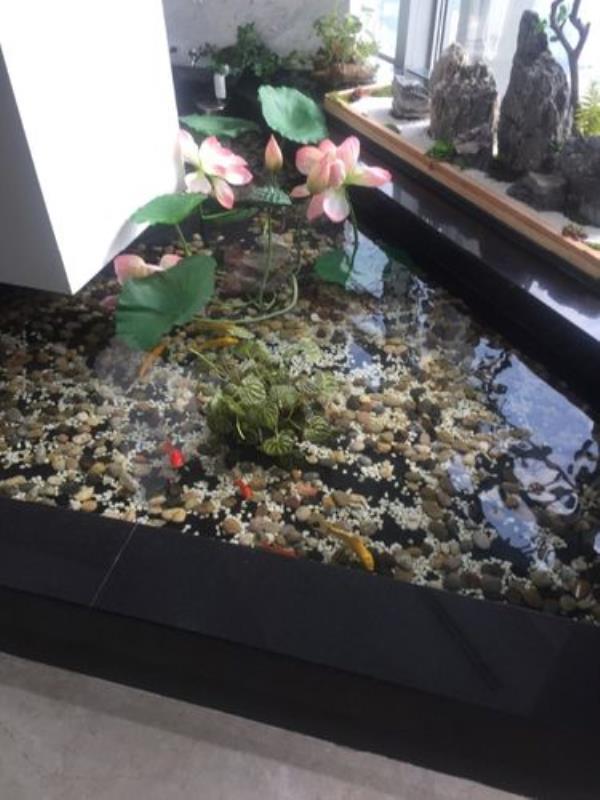 家里鱼池适合养什么