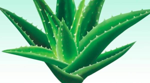 芦荟染头发的正确方法