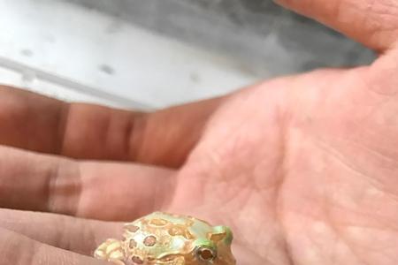 角蛙能用陶瓷灯加热吗