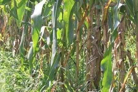 苏云杆菌用多了烧玉米叶子吗