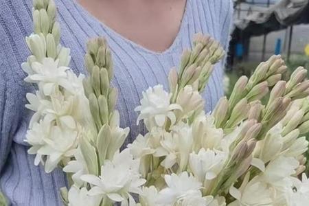 6月份还能种晚香玉吗