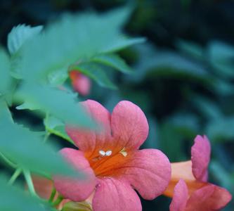 粉色凌霄花冬天怎么过冬