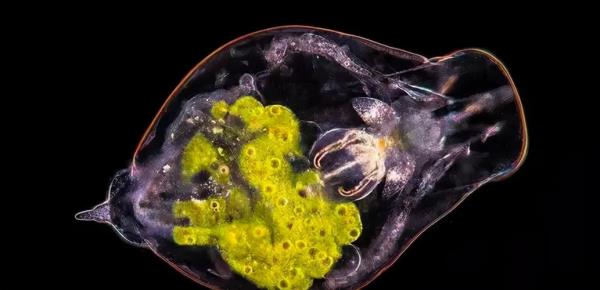 海水轮虫需要光吗