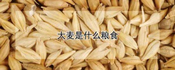 大麦的别名叫燕麦吗