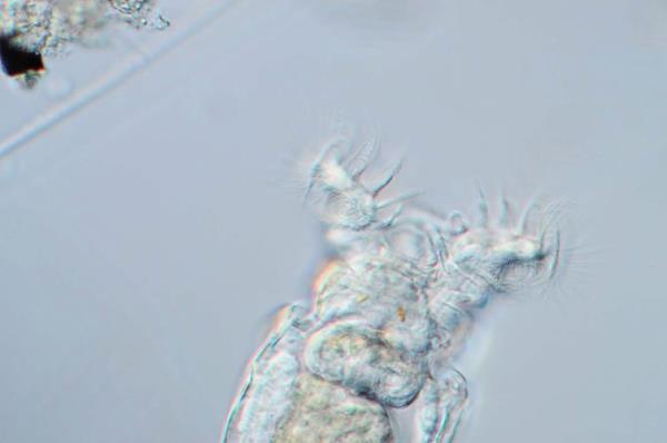 轮虫需要大量氧气吗