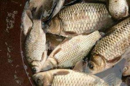深冬钓鲫鱼的最佳时间