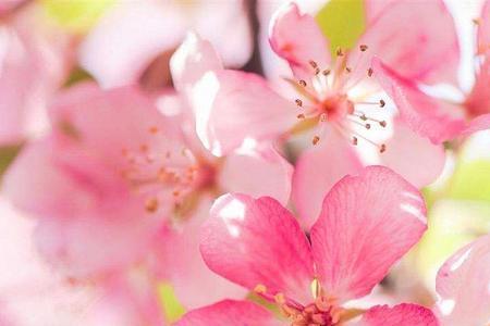 什么样的桃花形容词，三个字
