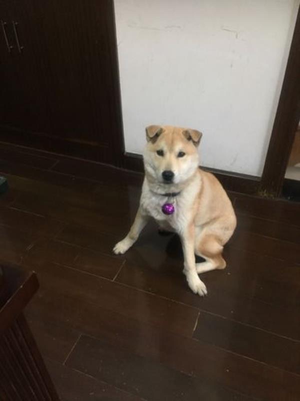 中华虎斑犬耳朵多大竖起来