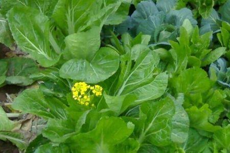 小油菜是十字花科吗