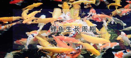 鲤鱼养殖周期一般是多久