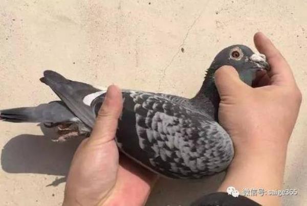 1600公里鸽子要飞多久