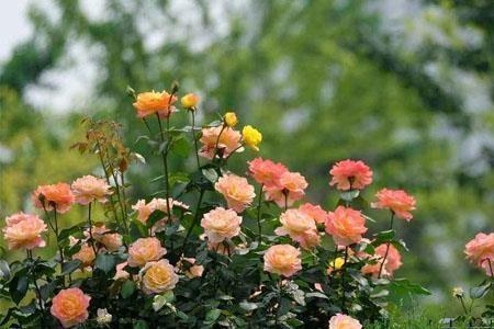 公牛的眼睛月季花介绍