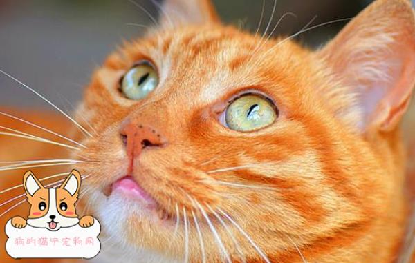 猫咪眼睛颜色取决公猫还是母猫