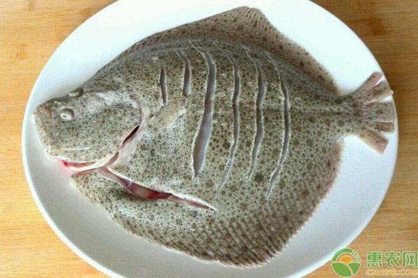 青斑鱼和多宝鱼哪个贵