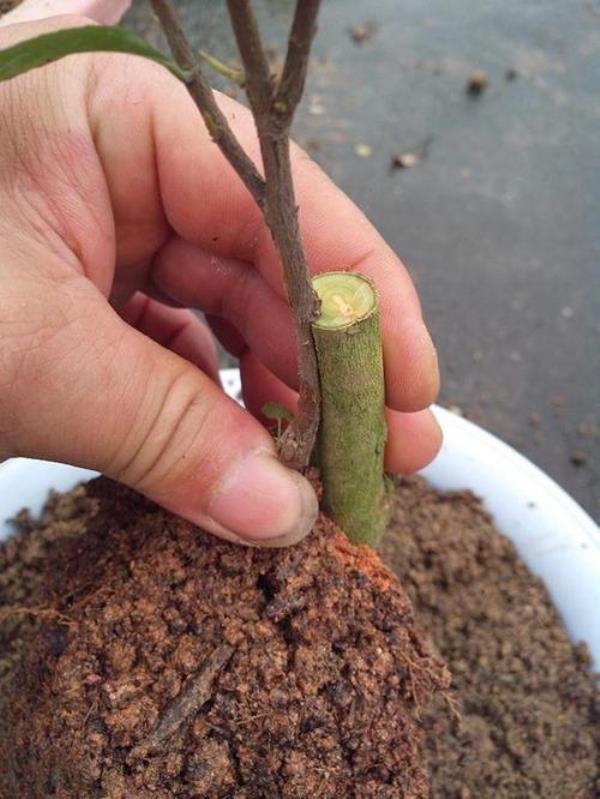 食用茶树能否嫁接茶花
