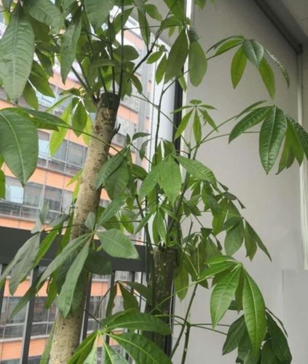 迷你发财树耐寒吗