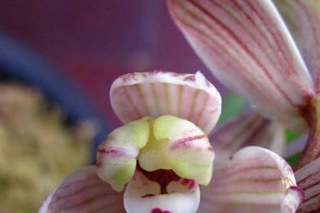 莲瓣兰的花期