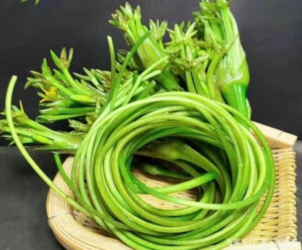 什么菜好种还可以长期不用管