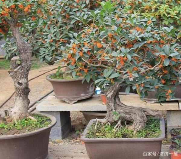 煤渣养桂花的正确方法