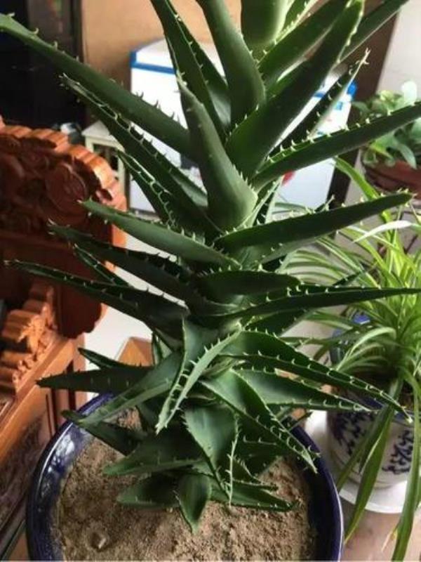 芦荟移栽为什么不生根