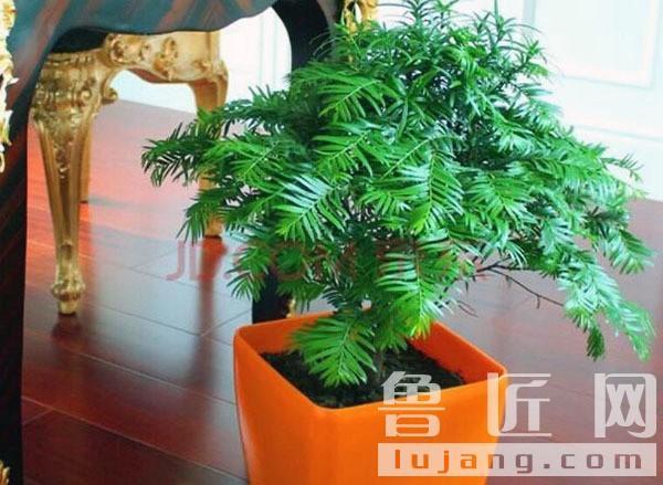 办公桌摆一盆花还是两盆