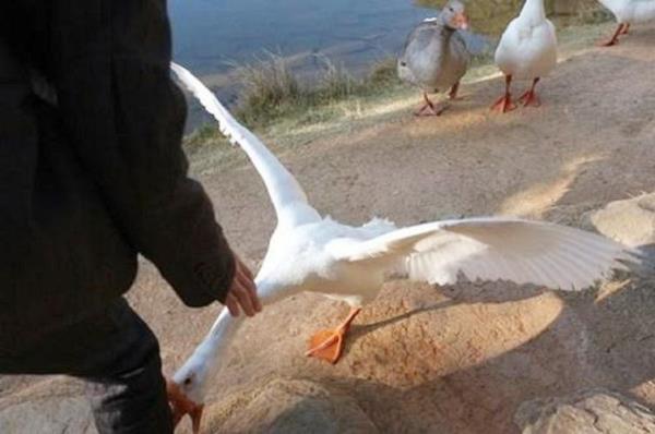 什么鸟咬死人最多